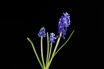 Image showing Grape Hyacinth on black