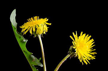 Image showing Dandelion Portrait