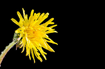 Image showing Dandelion Flower Closeup