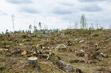 Image showing Clear cut forest area