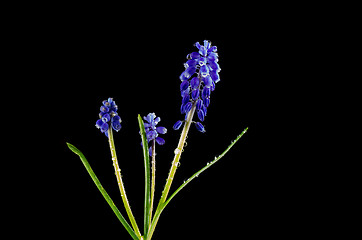 Image showing Grape Hyacinth with water drops