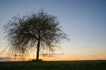 Image showing Lone tree at sunset