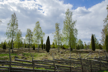 Image showing Old pastureland