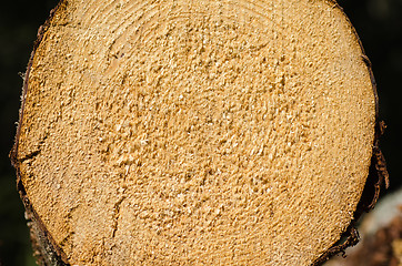 Image showing Cut spruce log