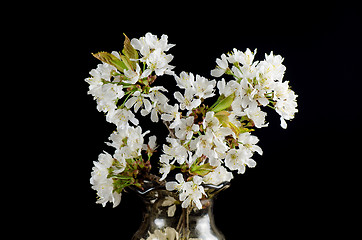 Image showing Cherry Blossom in a Vase