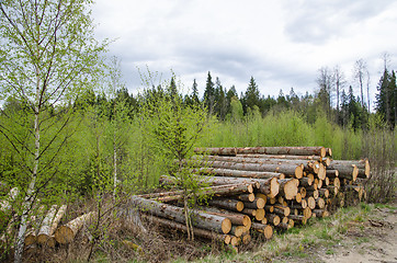 Image showing Logpile at spring