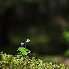 Image showing Wood sorrel portrait