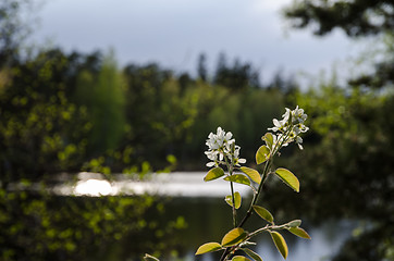 Image showing Hackberry flower