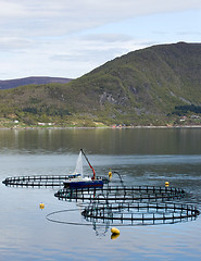 Image showing Fish farming