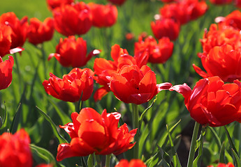 Image showing Beautiful red tulips