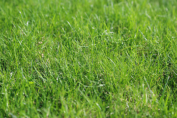 Image showing Green grass background