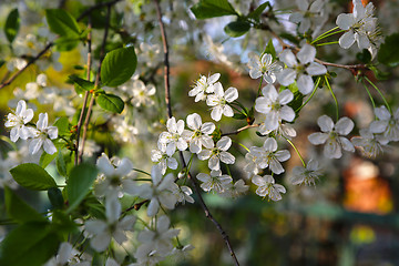 Image showing Beautiful white flowers of spring tree