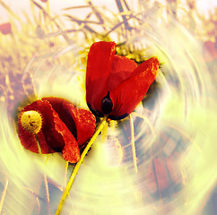 Image showing Red poppy 