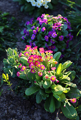 Image showing Beautiful flowers of Primrose