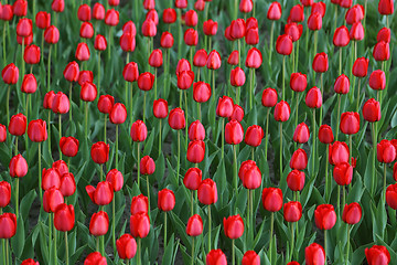 Image showing Beautiful red tulips