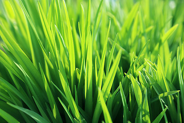 Image showing Fresh green plant