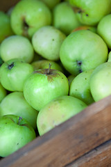 Image showing green apples