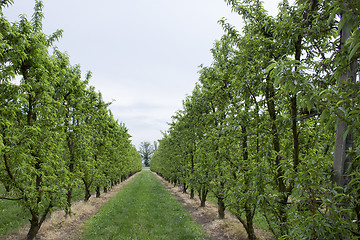 Image showing Peach trees rows