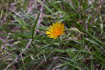 Image showing Dandelion flower on weeds background