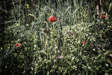 Image showing Red poppy on green field with yellow flowers