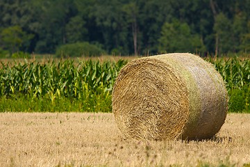 Image showing Agriculture