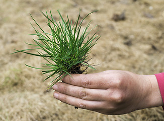 Image showing Turf grass and earth