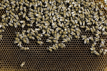 Image showing Close up honeycombs