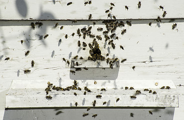 Image showing Bees entering the hive