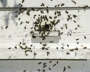 Image showing Bees entering the hive