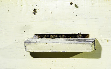 Image showing Bees entering the hive