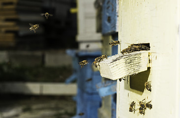 Image showing Bees entering the hive