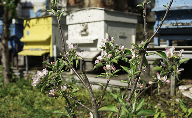 Image showing Flowers and swarm of bees 