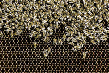 Image showing Close up honeycombs