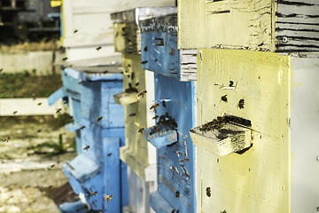 Image showing Swarm of bees fly to beehive