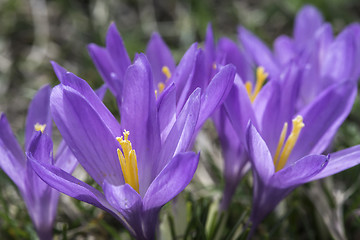 Image showing Blue crocus