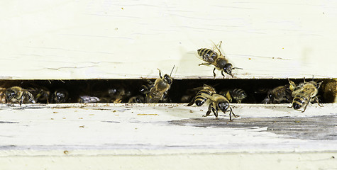 Image showing Bees entering the hive