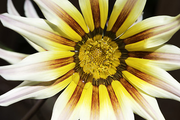 Image showing Red and yellow flower stamens