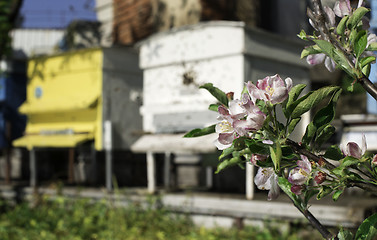 Image showing Flowers and swarm of bees 