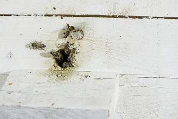 Image showing Bees entering the hive