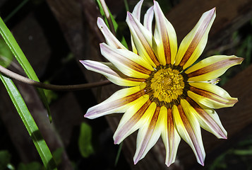 Image showing Red,white and yellow flower