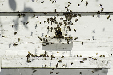 Image showing Bees entering the hive