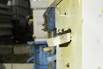 Image showing Bees entering the hive