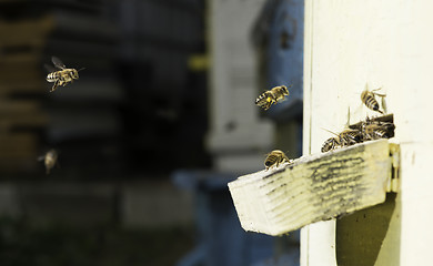 Image showing Bees entering the hive