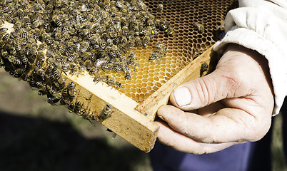 Image showing Close up honeycombs