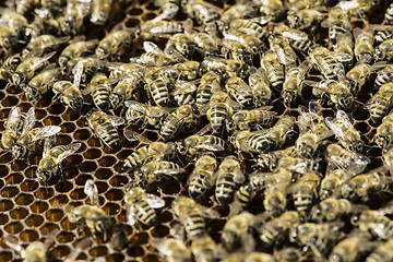 Image showing Close up honeycombs