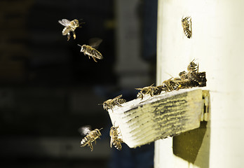 Image showing Bees entering the hive