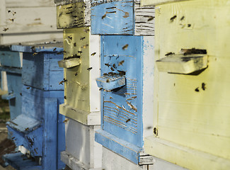 Image showing Swarm of bees fly to beehive