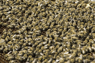 Image showing Close up honeycombs