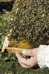 Image showing Close up honeycombs