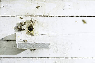 Image showing Bees entering the hive